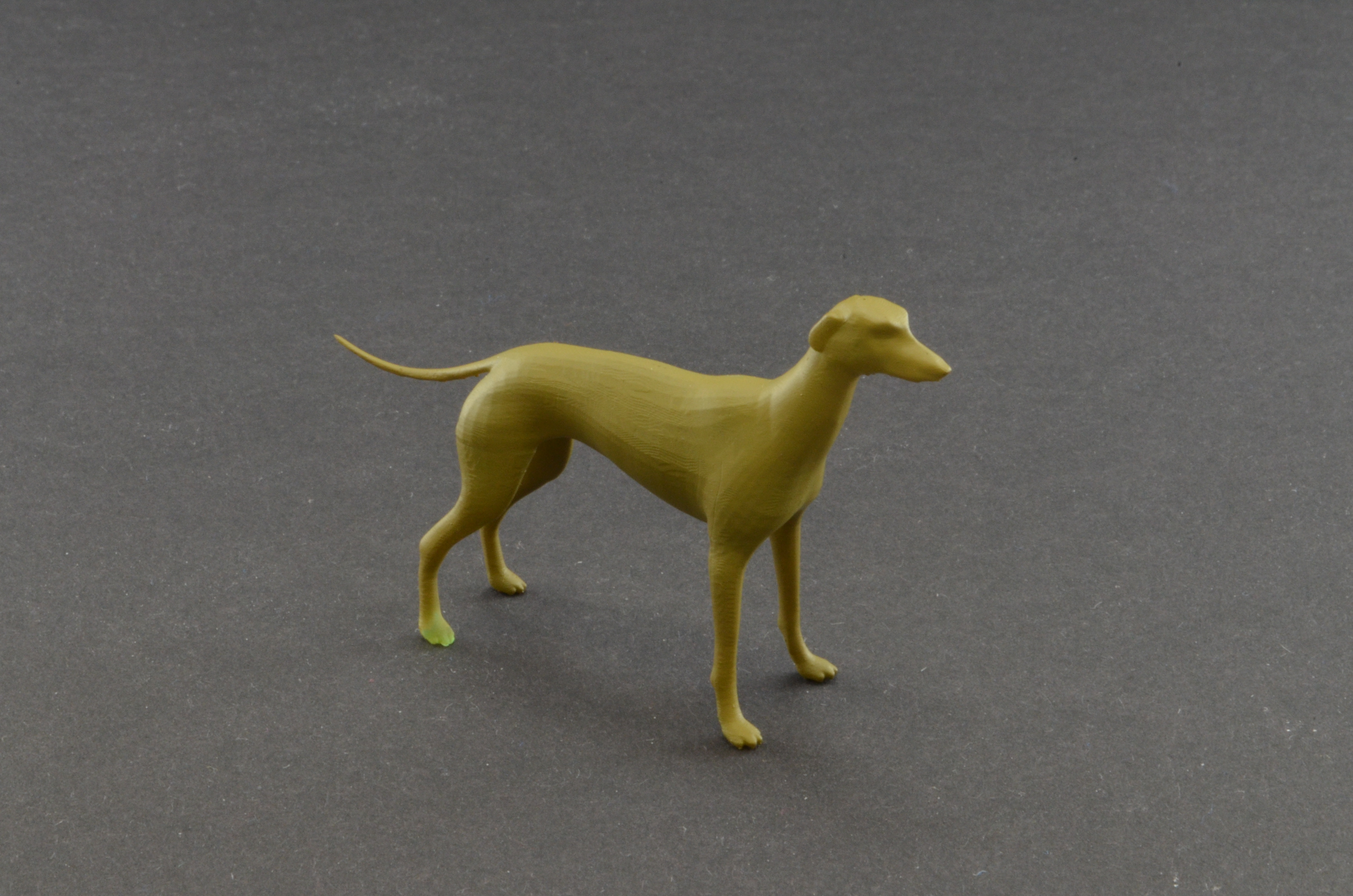 Hund Greyhound