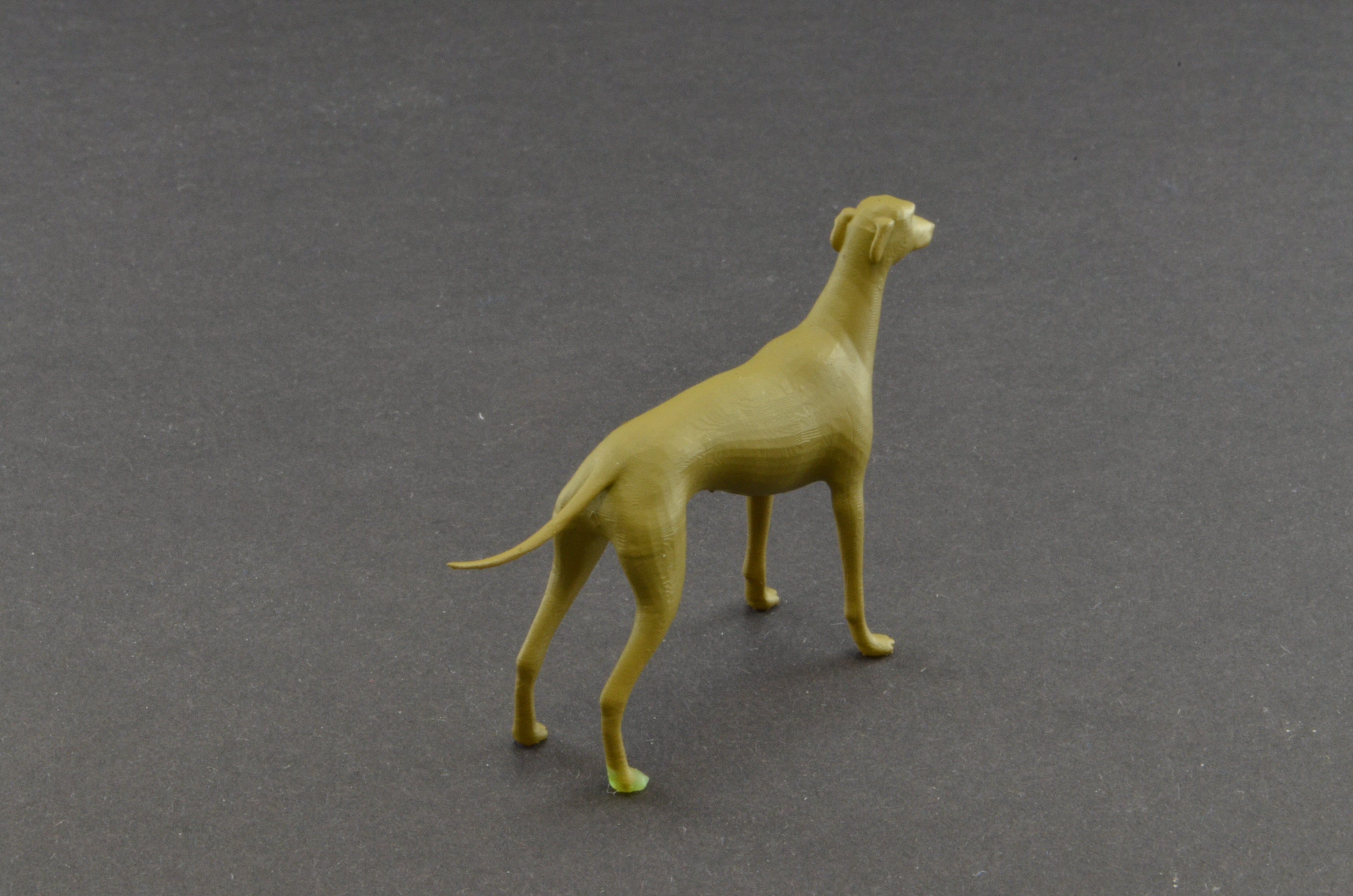 Hund Greyhound